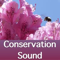 Conservation Sound podcast