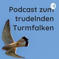Podcast zum trudelnden Turmfalken